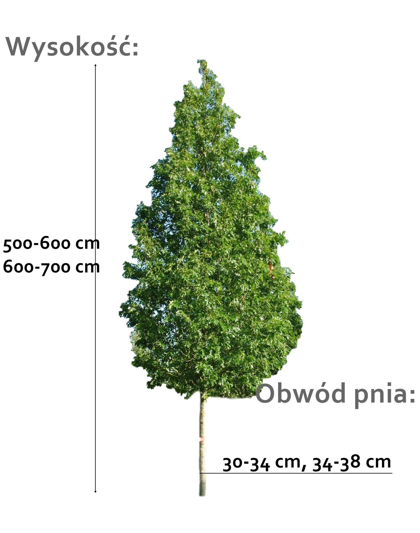 dab blotny - duze drzewo o roznych obwodach pnia
